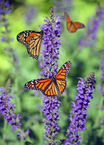 Wild Flowers and Butterflies