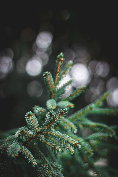 Christmas Tree (parial image)